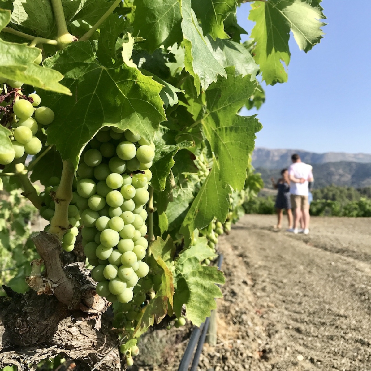 TopWineExperience Customized Wine Tour in Priorat