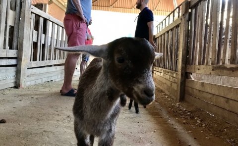 TopWineExperience Cheese And Wine Tasting Goat