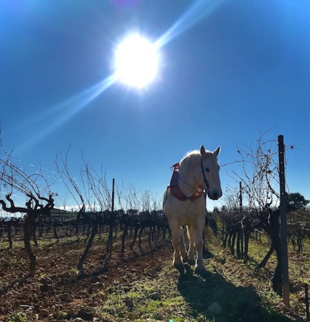 TopWineExperience - Sustainable VIP wine tour in Barcelona, Sitges