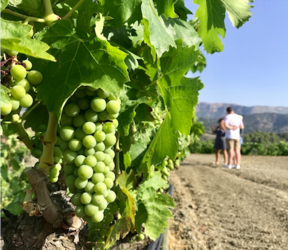 Private Premium wine tourand wine tasting to Priorat from Tarragona, Barcelona, Sitges