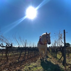 TopWineExperience - Sustainable VIP wine tour in Barcelona, Sitges