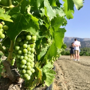 Private Premium wine tourand wine tasting to Priorat from Tarragona, Barcelona, Sitges