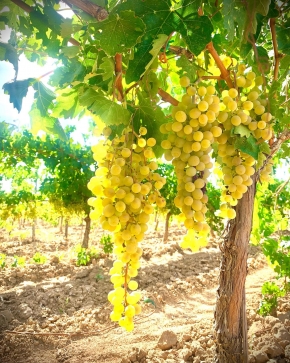 It’s harvest time! 

@topwineexperience 🍷🥂
Slow&Cheerful Wine Tourism 🐌😃
.
.
.

#Topwineexperience #privatetour #wineexperience #winetraveler #winetourism #premiumwine #privatetours #winetour  #wine #privatewinerytours #luxurywine #luxurywinetours  #Sitges #Tarragona #Priorat #slowtourism #winetravel #winelover  #winerytour #winetasting  #winetrip  #winetour #Drinkwine #privatewinetastings #premiumwinetastings #harvest #malvasia