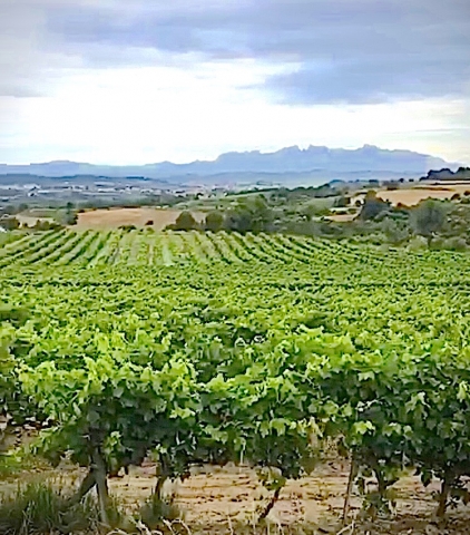 TopWineExperience - Wine Tour Penedes Wine Reion with E-Bikes