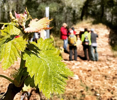 TopWineExperience - Hiking and Wine activity in Penedes, Barcelona