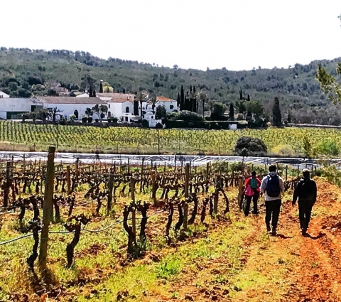 TopWineExperience - Hiking and Wine activity in Penedes from Sitges, Barcelona